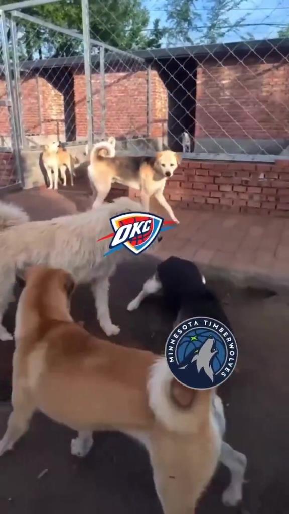 太有活了！美媒惡搞：狗王雷霆嚇退掘金灰熊，把森林狼按地上